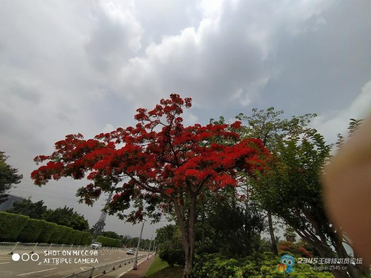 【芒种计划】当下广州的凤凰树正开得灿烂,红艳如火。